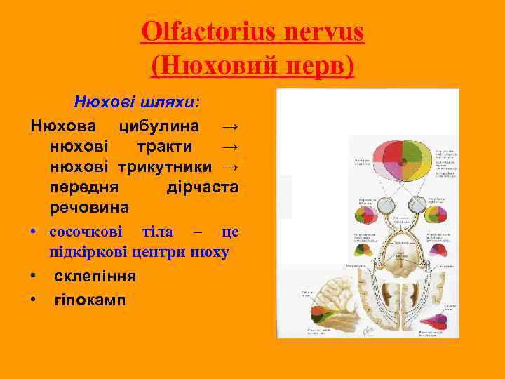 Olfactorius nervus (Нюховий нерв) Нюхові шляхи: Нюхова цибулина → нюхові тракти → нюхові трикутники