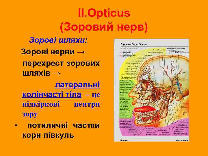 ІІ. Opticus (Зоровий нерв) Зорові шляхи: Зорові нерви → перехрест зорових шляхів → латеральні