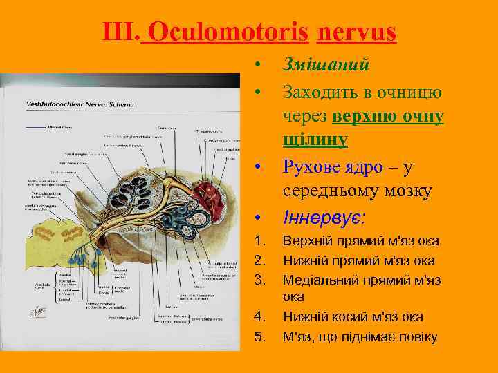III. Oculomotoris nervus • • 1. 2. 3. 4. 5. Змішаний Заходить в очницю