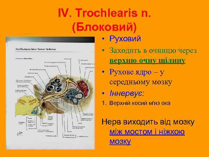 IV. Trochlearis n. (Блоковий) • Руховий • Заходить в очницю через верхню очну щілину