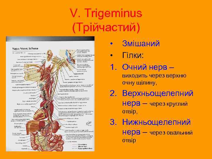 V. Trigeminus (Трійчастий) • Змішаний • Гілки: 1. Очний нерв – виходить через верхню