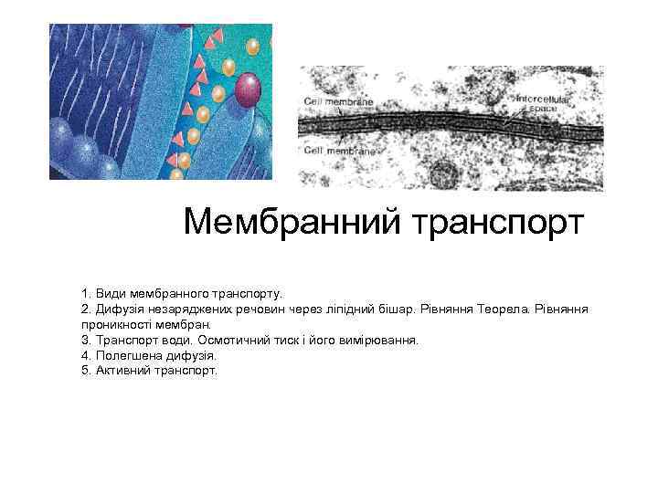 Мембранний транспорт 1. Види мембранного транспорту. 2. Дифузія незаряджених речовин через ліпідний бішар. Рівняння