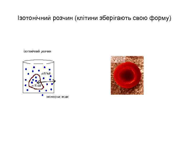 Ізотонічний розчин (клітини зберігають свою форму) 