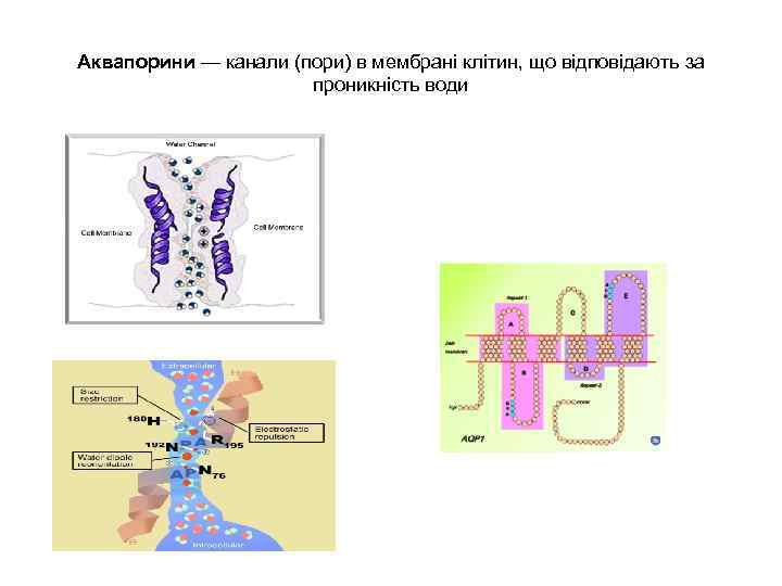 Аквапорини — канали (пори) в мембрані клітин, що відповідають за проникність води 