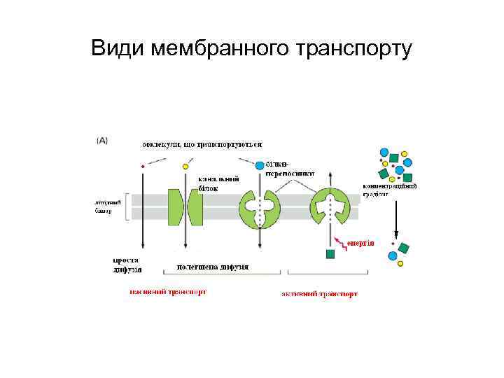 Види мембранного транспорту 