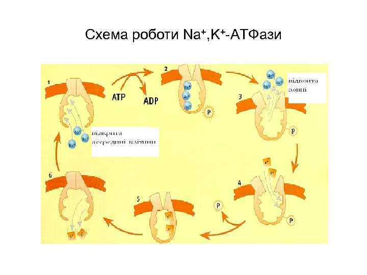 Схема роботи Na+, K+-АТФази 