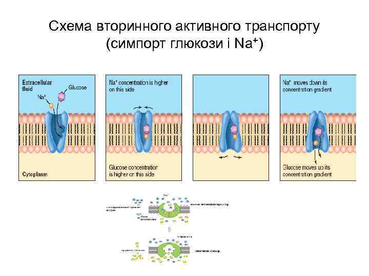 Схема вторинного активного транспорту (симпорт глюкози і Na+) 