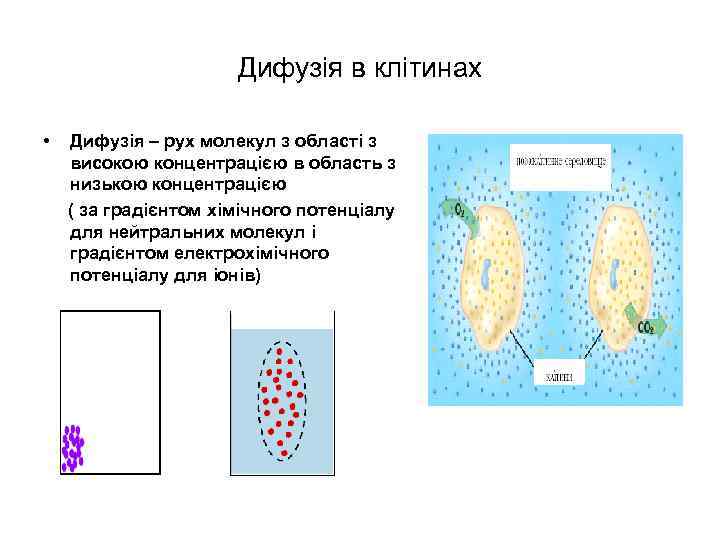 Дифузія в клітинах • Дифузія – рух молекул з області з високою концентрацією в