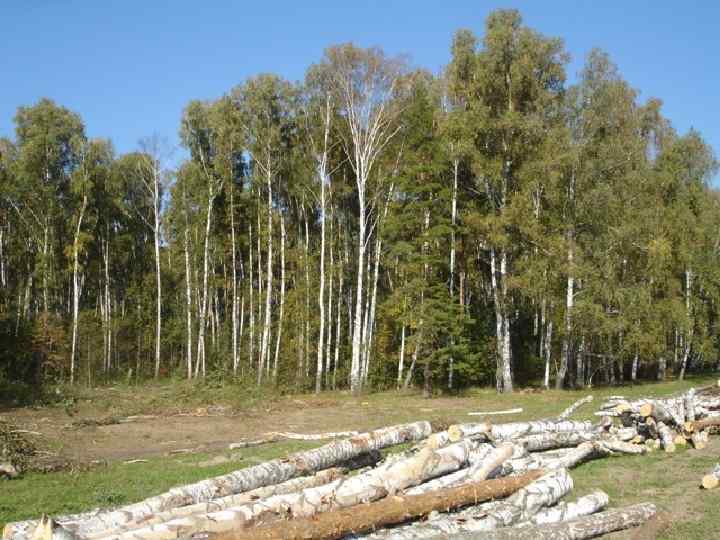 Что такое вырубка лесов? 