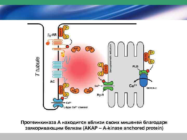 Протеинкиназа А находится вблизи своих мишеней благодаря заякоривающим белкам (AKAP – A-kinase anchored protein)