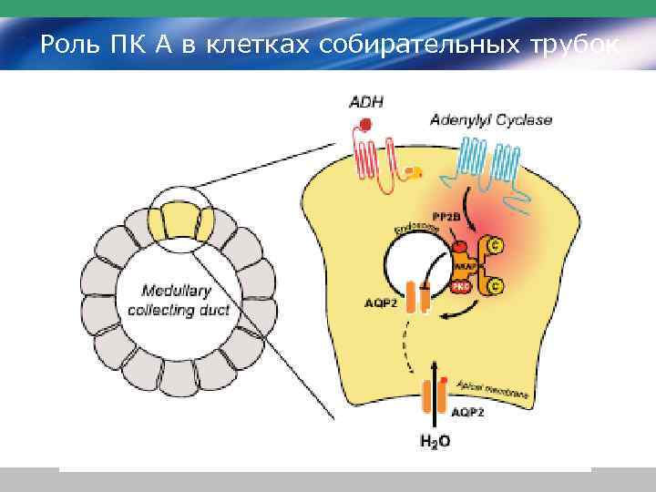 Роль ПК А в клетках собирательных трубок 