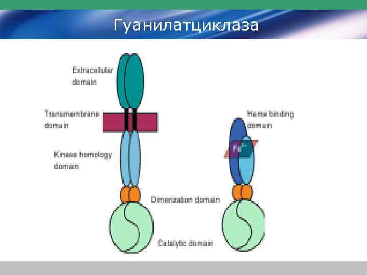 Гуанилатциклаза 