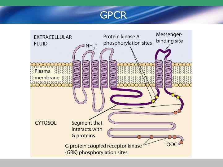 GPCR 