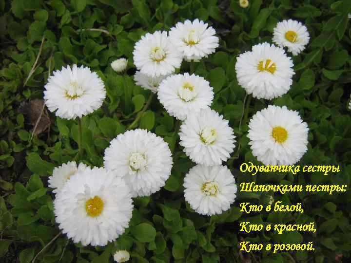Одуванчика сестры Шапочками пестры: Кто в белой, Кто в красной, Кто в розовой. 