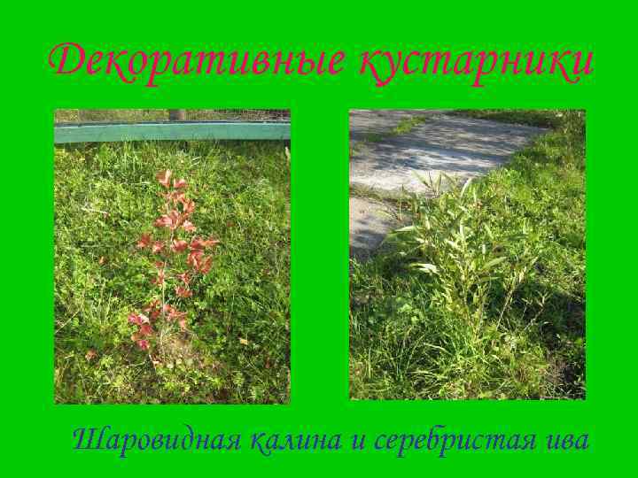 Декоративные кустарники Шаровидная калина и серебристая ива 