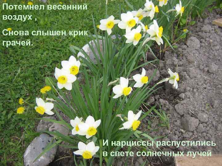 Потемнел весенний воздух , Снова слышен крик грачей. И нарциссы распустились в свете солнечных