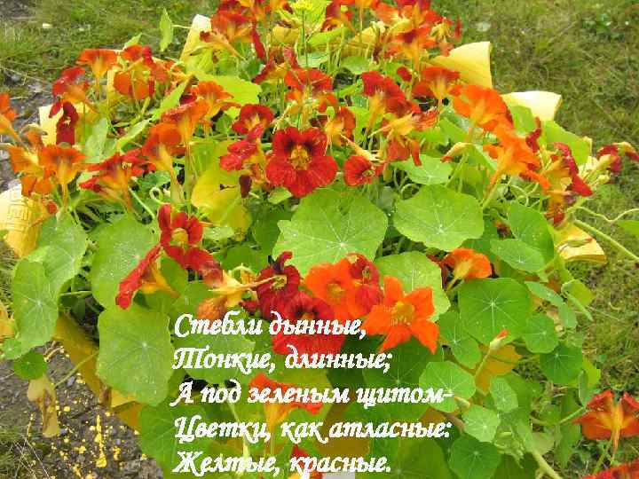 Стебли дынные, Тонкие, длинные; А под зеленым щитом. Цветки, как атласные: Желтые, красные. 