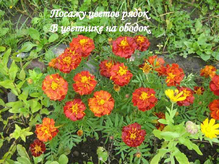 Посажу цветов рядок В цветнике на ободок. 