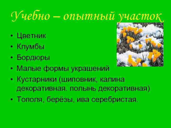 Учебно – опытный участок • • • Цветник Клумбы Бордюры Малые формы украшений Кустарники