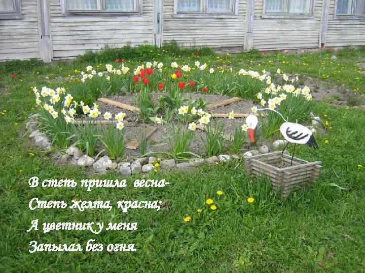 В степь пришла весна. Степь желта, красна; А цветник у меня Запылал без огня.
