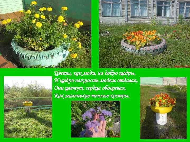 Цветы, как люди, на добро щедры, И щедро нежность людям отдавая, Они цветут, сердца