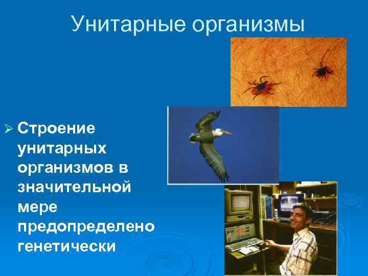Унитарные организмы Ø Строение унитарных организмов в значительной мере предопределено генетически 