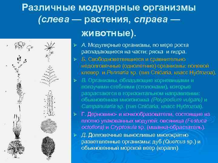 Различные модулярные организмы (слева — растения, справа — животные). Ø Ø Ø А. Модулярные