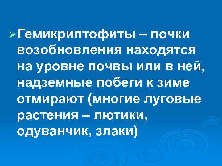 ØГемикриптофиты – почки возобновления находятся на уровне почвы или в ней, надземные побеги к