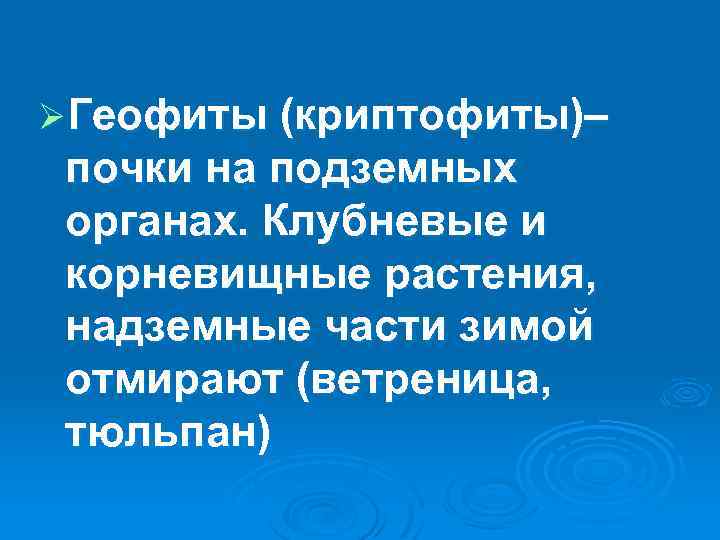 ØГеофиты (криптофиты)– почки на подземных органах. Клубневые и корневищные растения, надземные части зимой отмирают