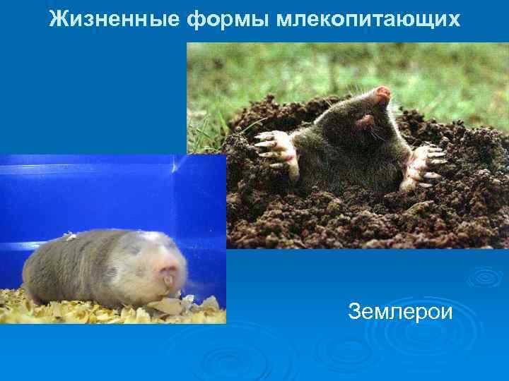 Жизненные формы млекопитающих Землерои 