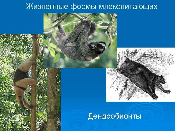 Жизненные формы млекопитающих Дендробионты 