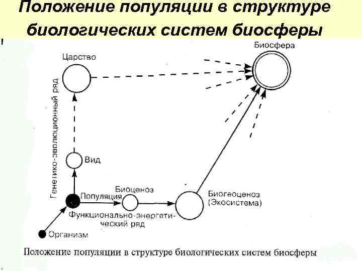 Положение популяции в структуре биологических систем биосферы 