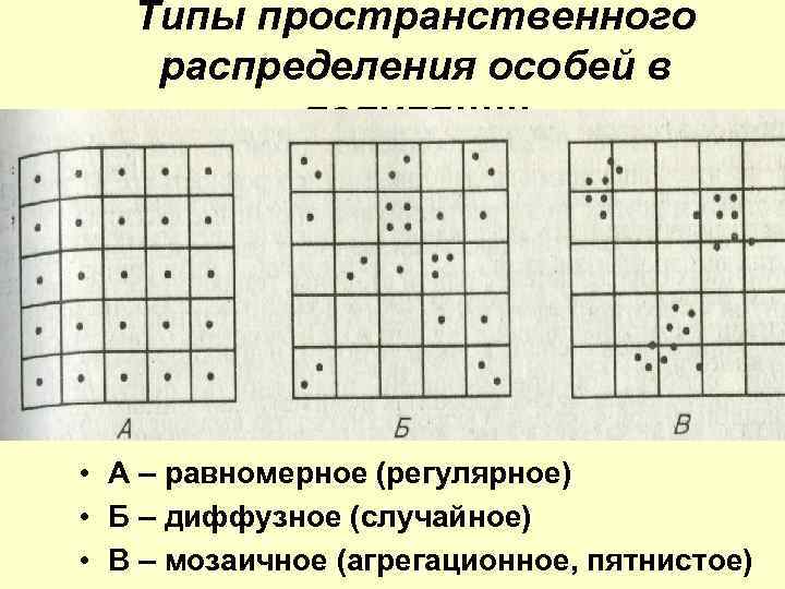 Тип пространственного распределения особей популяции представленный на рисунке характеризуется как