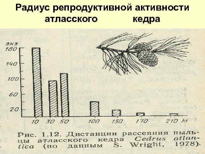 Радиус репродуктивной активности атласского кедра 