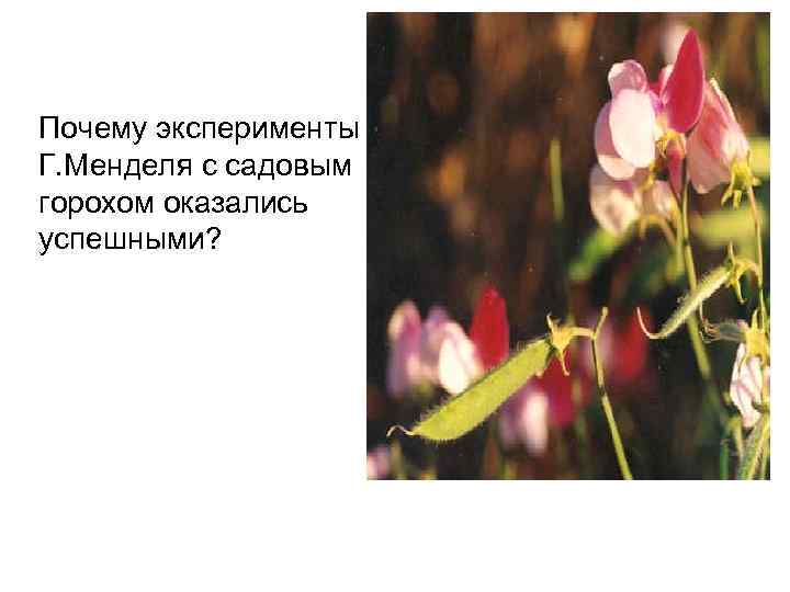 Почему эксперименты Г. Менделя с садовым горохом оказались успешными? 