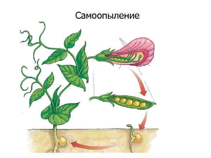 Самоопыление ж ж ж 