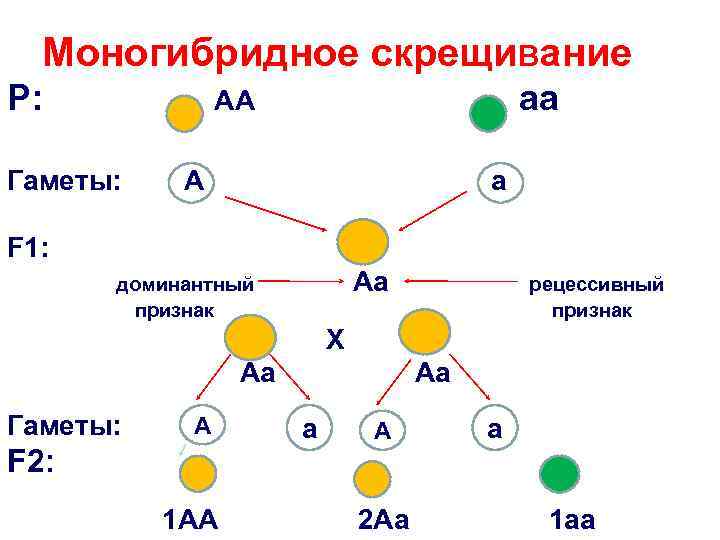 Моногибридное скрещивание Р: аа АА Гаметы: А а F 1: доминантный Аа рецессивный признак