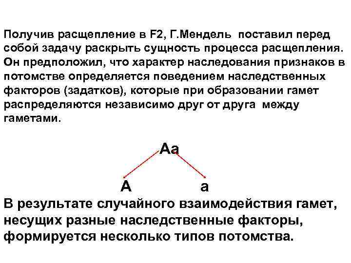 Получив расщепление в F 2, Г. Мендель поставил перед собой задачу раскрыть сущность процесса