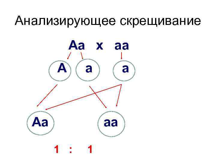 Анализирующее скрещивание Аа х аа А а а Аа аа 1 : 1 