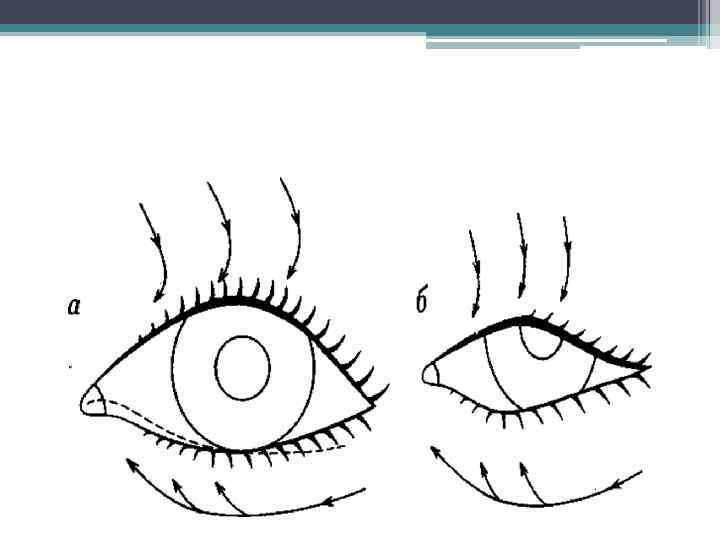Движение веко. Контур открытых глазных щелей. Линия глазной щели.
