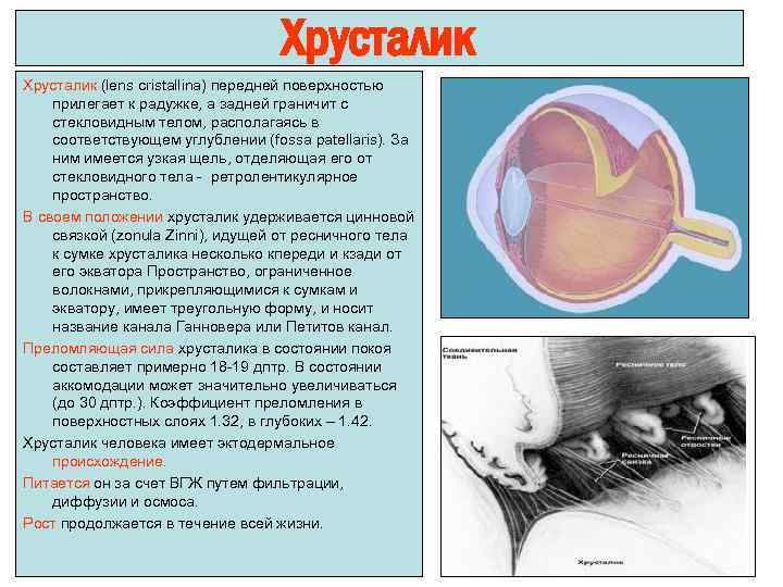 Хрусталик (lens cristallina) передней поверхностью прилегает к радужке, а задней граничит с стекловидным телом,