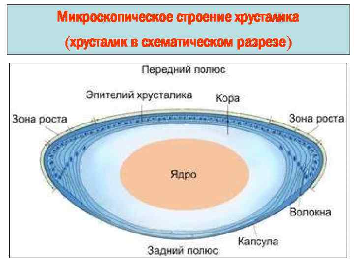 Микроскопическое строение хрусталика (хрусталик в схематическом разрезе) 