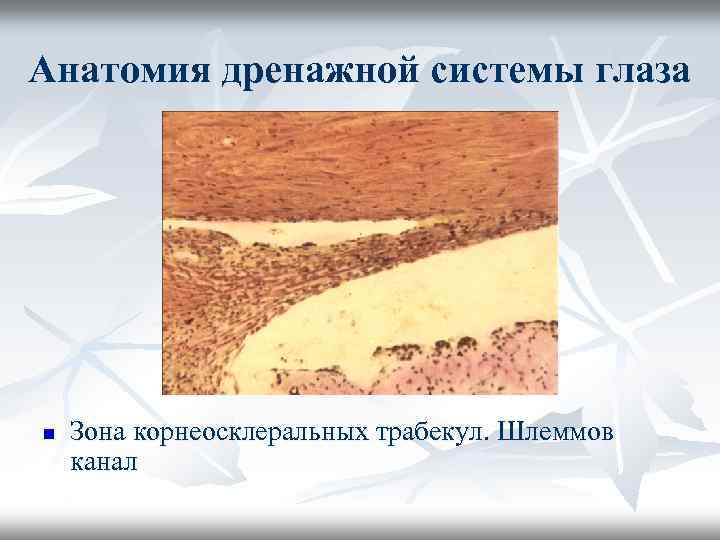 Анатомия дренажной системы глаза n Зона корнеосклеральных трабекул. Шлеммов канал 
