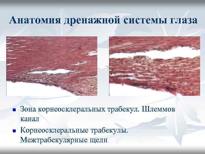Анатомия дренажной системы глаза n n Зона корнеосклеральных трабекул. Шлеммов канал Корнеосклеральные трабекулы. Межтрабекулярные
