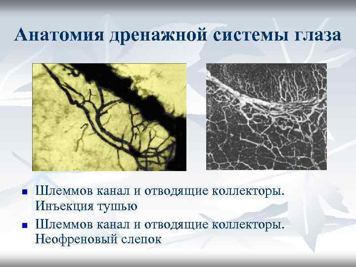 Анатомия дренажной системы глаза n n Шлеммов канал и отводящие коллекторы. Инъекция тушью Шлеммов