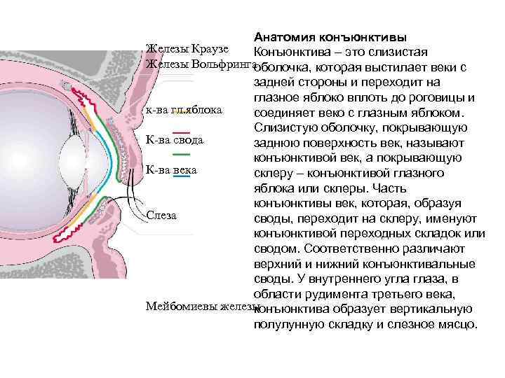     Анатомия конъюнктивы Железы Краузе  Конъюнктива – это слизистая Железы