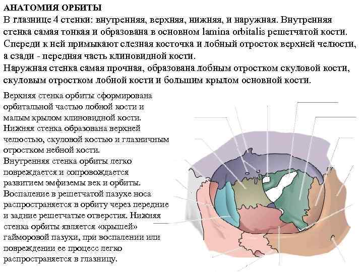 Строение глазницы кости. Медиальная стенка орбиты анатомия. Верхняя стенка орбиты образована. Внутренняя стенка орбиты образована. Верхняя стенка орбиты анатомия.