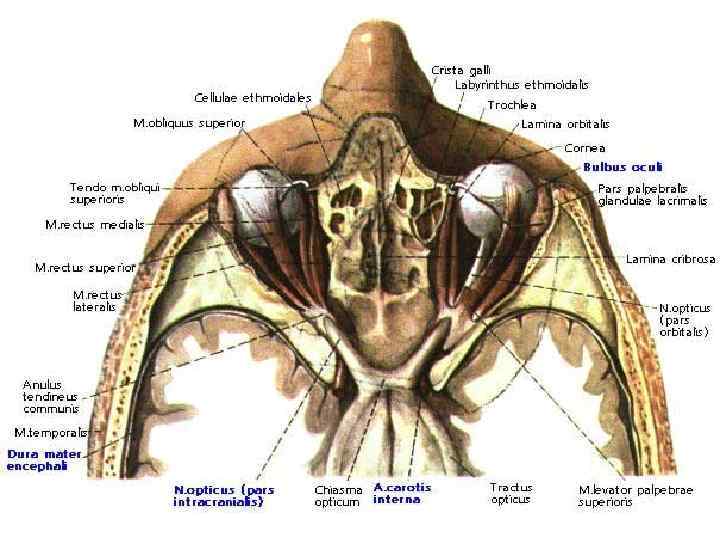  Хронические неспецифические воспалительные заболевания орбиты.    (ложная опухоль, псевдотумор) К ним