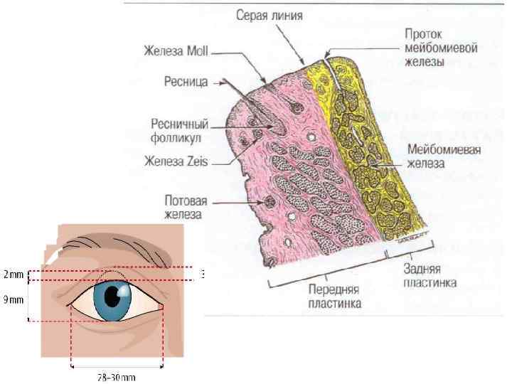        Конъюнктивит – это воспалительная реакция  