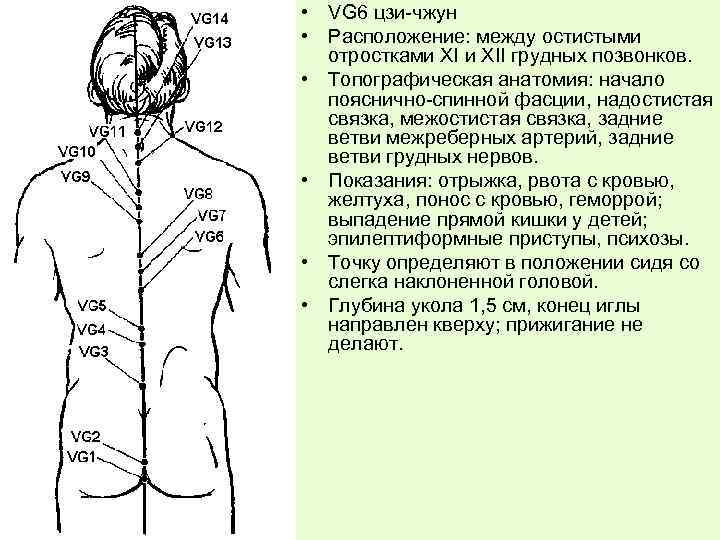  • VG 6 цзи-чжун • Расположение: между остистыми отростками XII грудных позвонков. •